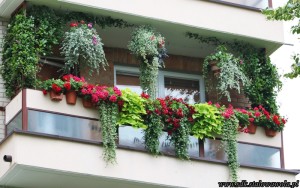 Złota Pelargonia - Maria Bożek