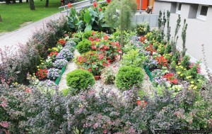 Srebrna Pelargonia - Elżbieta i Henryk Żerdeccy