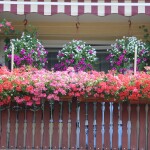 Srebrna Pelargonia - Zofia Lorbiecka